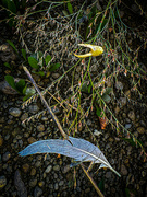 2nd Sep 2024 - Beach Detritus