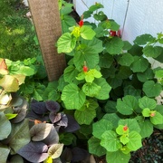 1st Sep 2024 - Turk’s Cap 