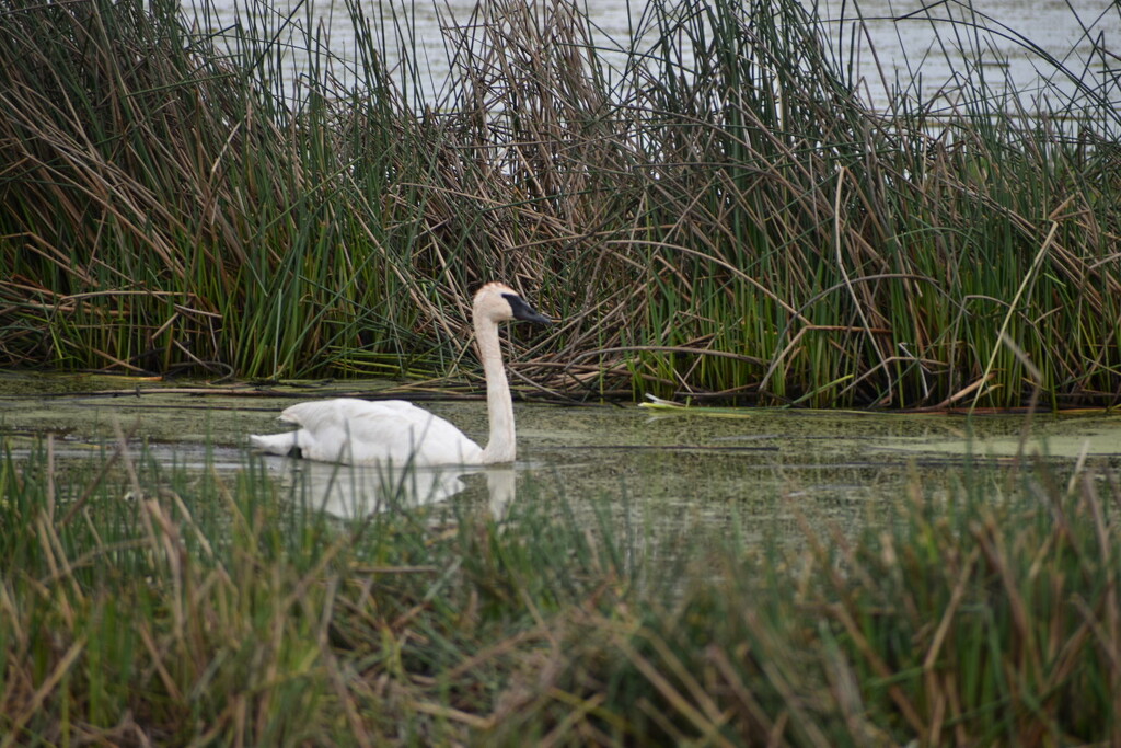 Serene... by bjywamer