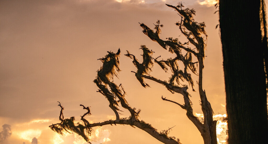 Tree Silhouette! by rickster549