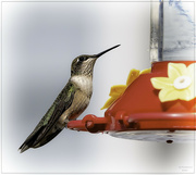 2nd Sep 2024 - If Hummingbirds Could Talk