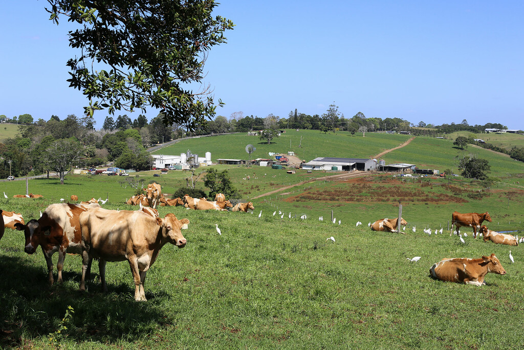  Maleny dairy by jeneurell