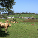  Maleny dairy