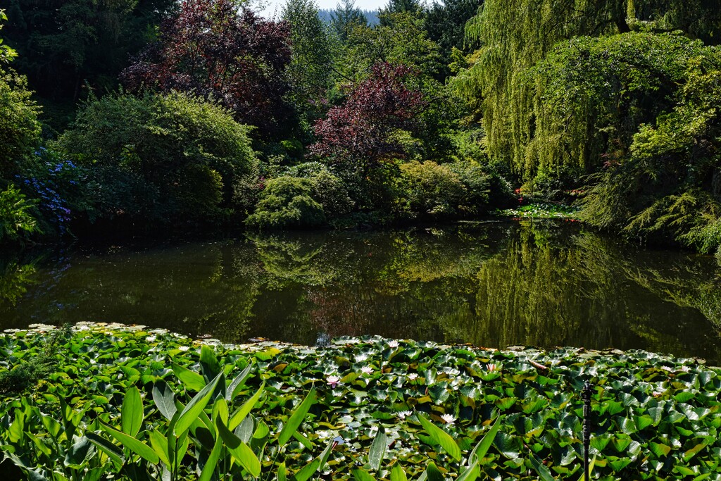 Pond in the Sunken Garden by sandlily