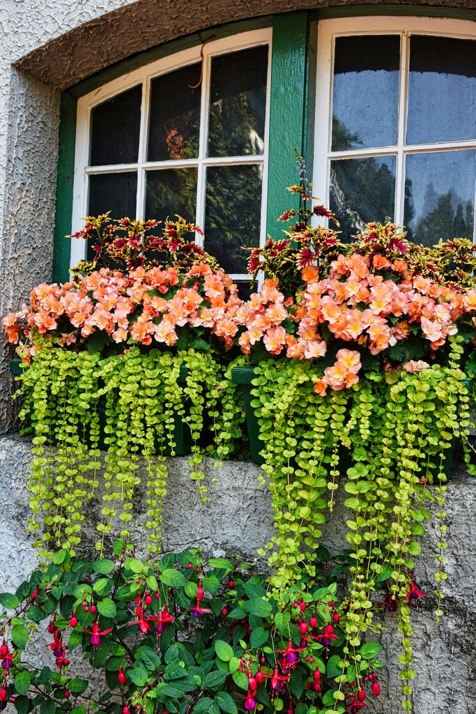 Window Box by sandlily