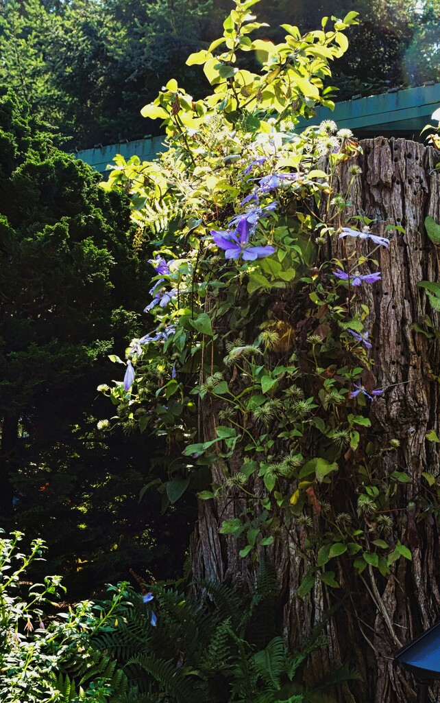 Clematis on Stump by sandlily