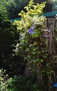 20th Aug 2024 - Clematis on Stump