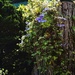 Clematis on Stump