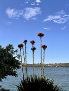 3rd Sep 2024 - Sydney Harbour