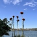 Sydney Harbour