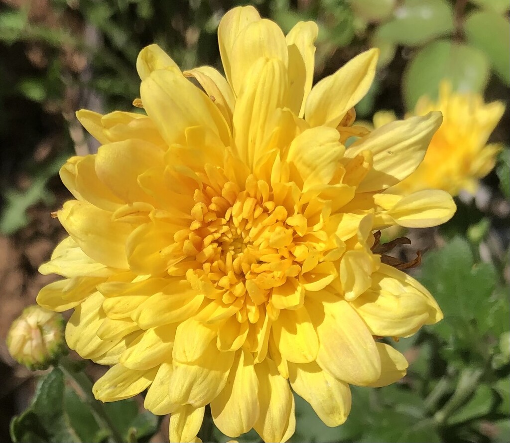 Yellow Mums  by dailypix