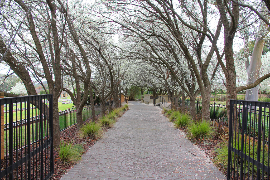 Cherry blossom trees by leggzy