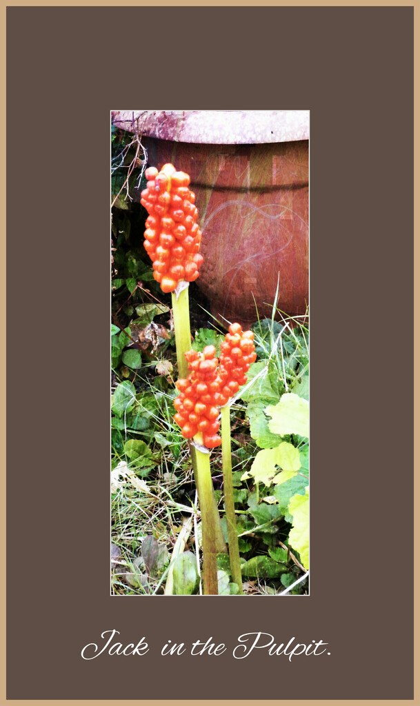 Jack in the Pulpit  by beryl