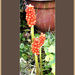 Jack in the Pulpit 