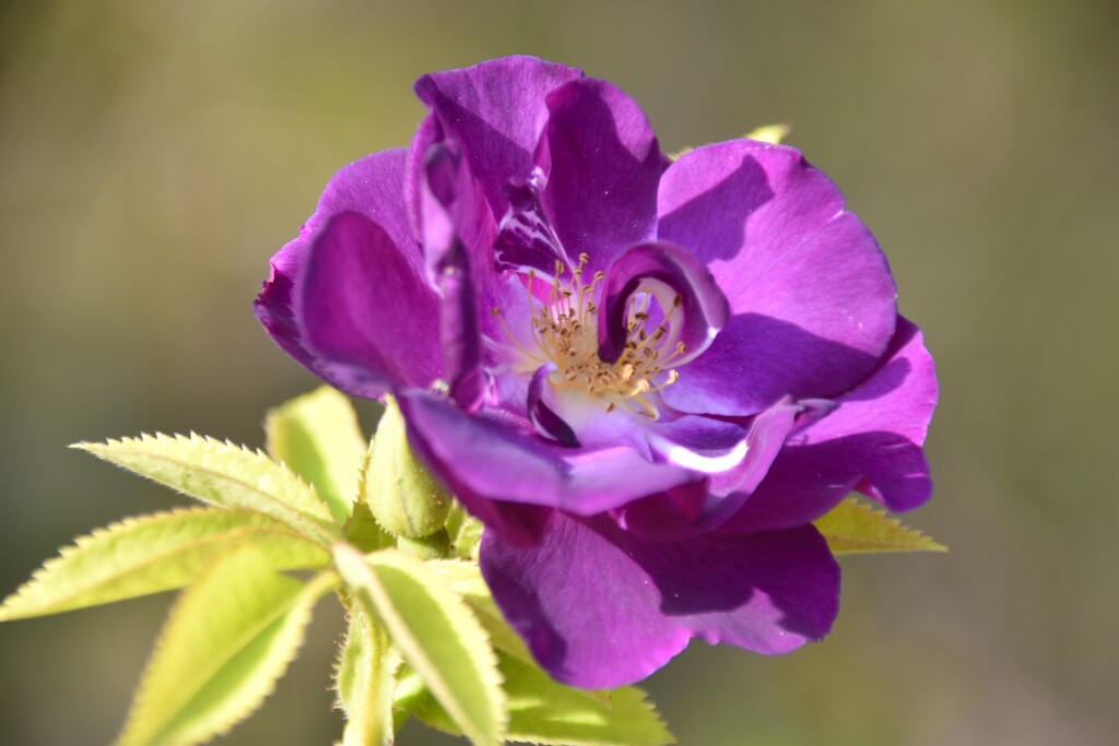 Rhapsody in Blue rose by casablanca