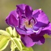 Rhapsody in Blue rose by casablanca