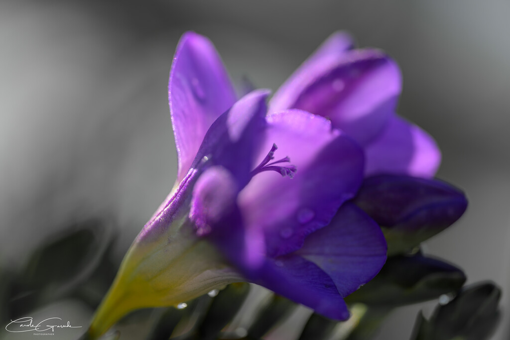 Freesia by yorkshirekiwi