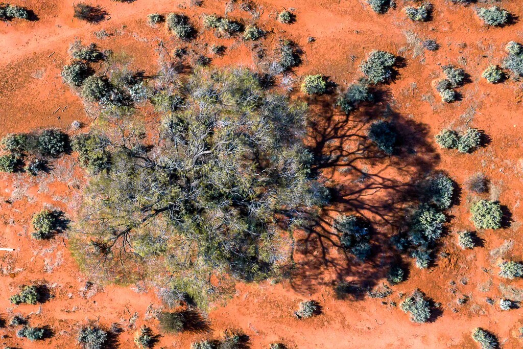 Tree and my shadow by pusspup