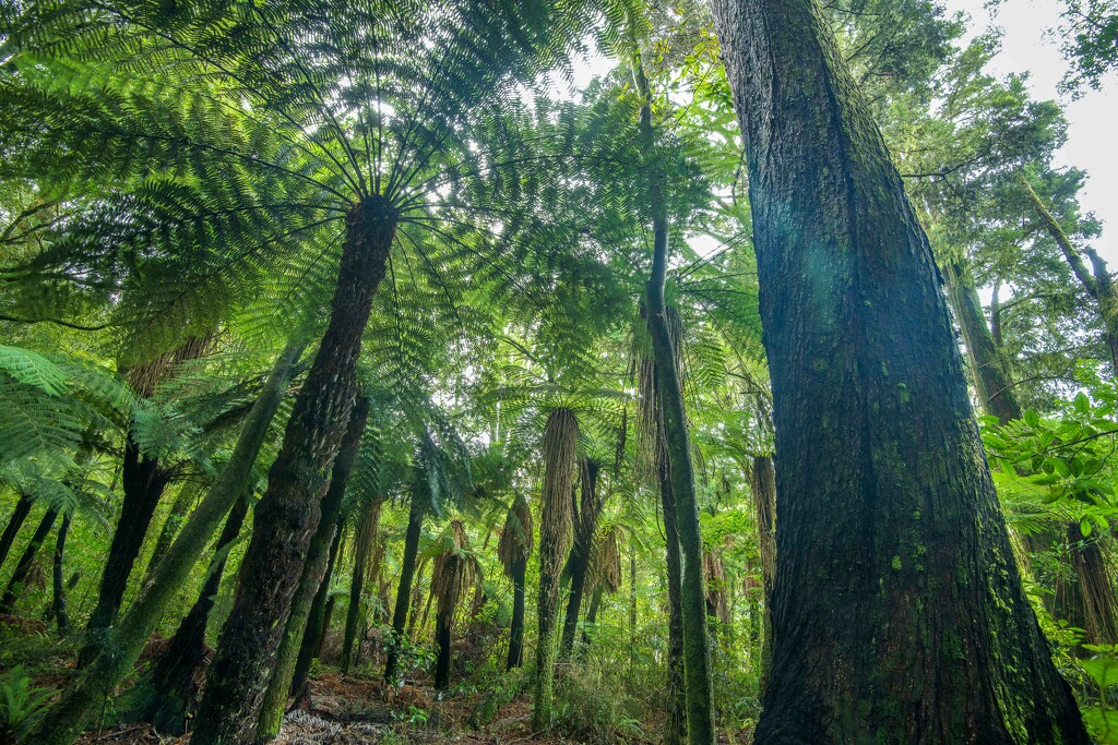 First Forest Stop Before Blenheim by yaorenliu