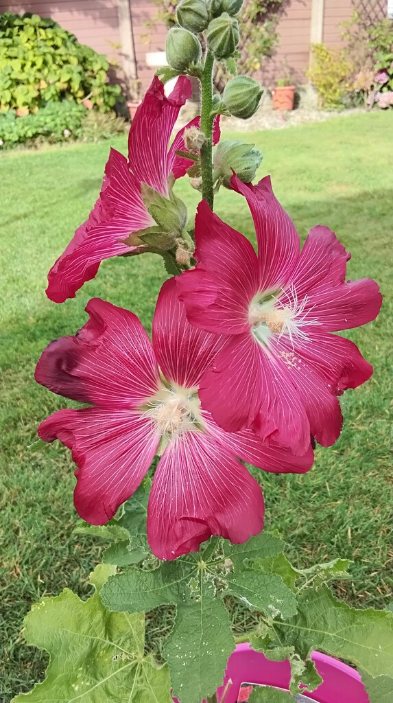 Red Hollyhock flowers. by grace55