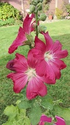 4th Sep 2024 - Red Hollyhock flowers.