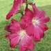 Red Hollyhock flowers.