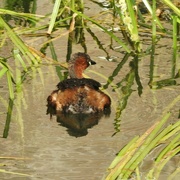 23rd Aug 2024 - Little Grebe