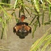 Little Grebe by oldjosh