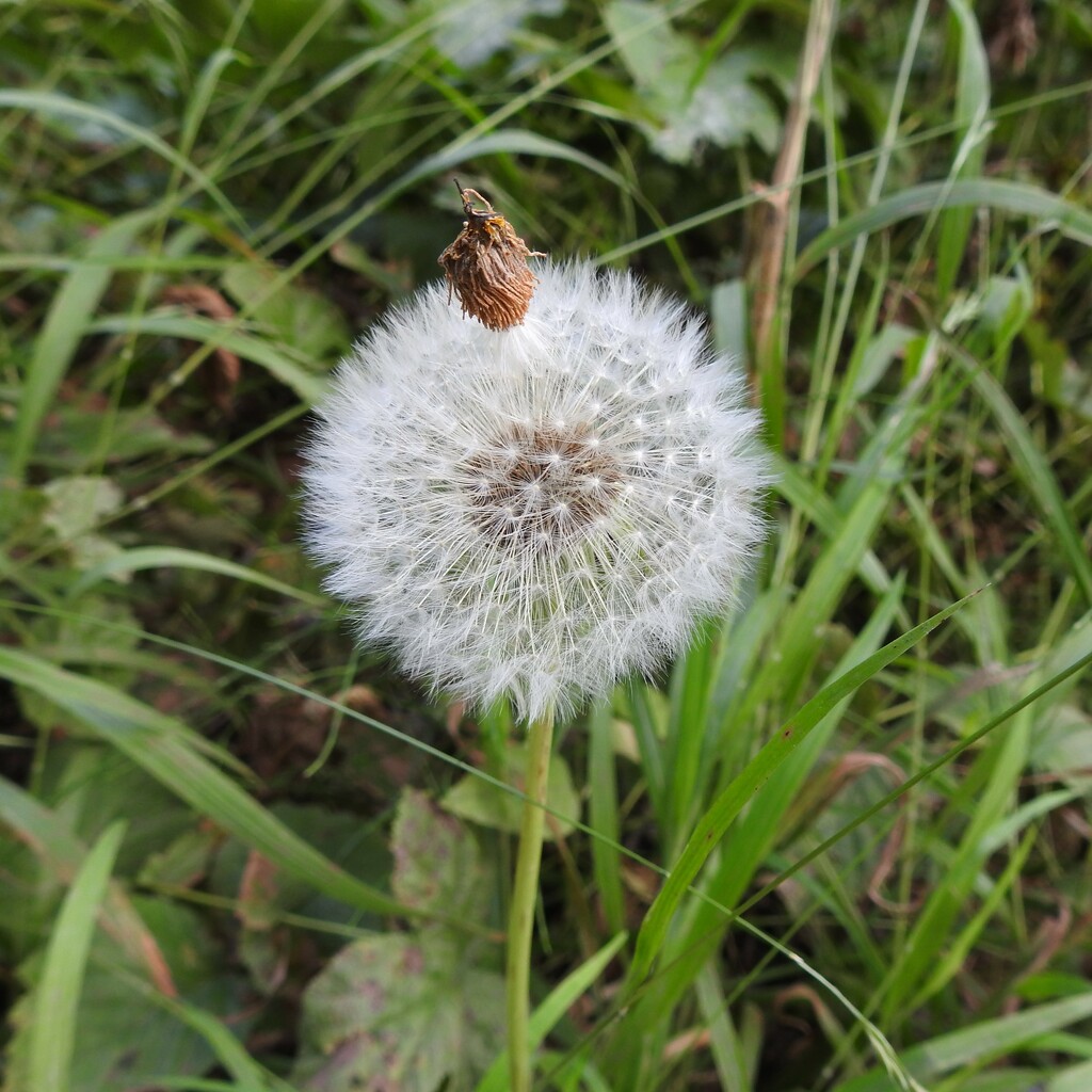 Dandelion Clock by oldjosh