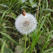 24th Aug 2024 - Dandelion Clock