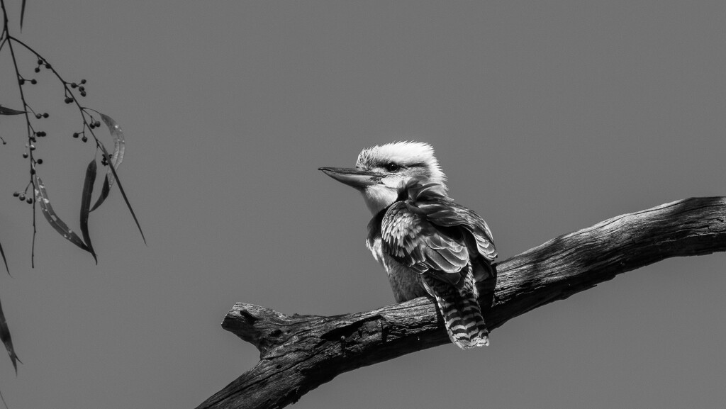 Kookaburra by nannasgotitgoingon