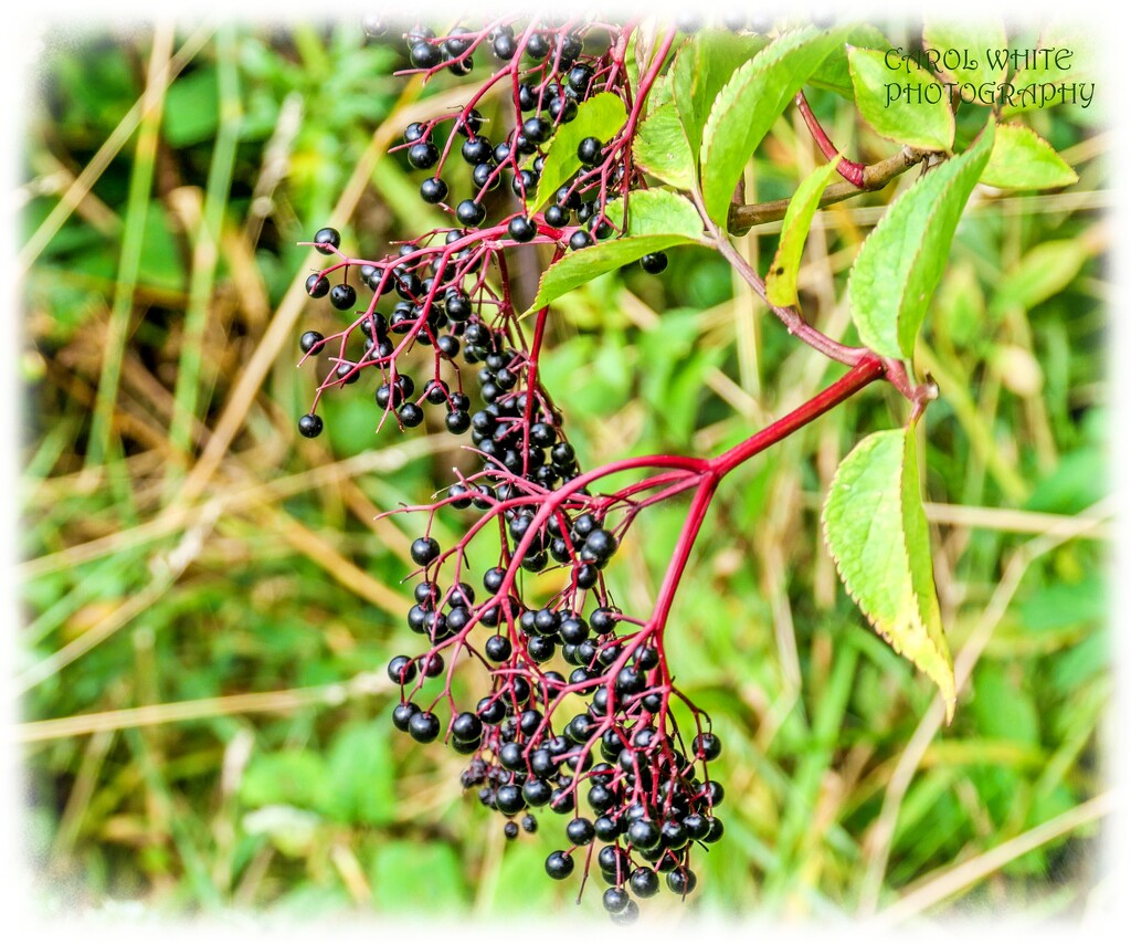 Elderberries by carolmw