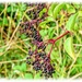 Elderberries