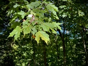 3rd Sep 2024 - Leaf Ball