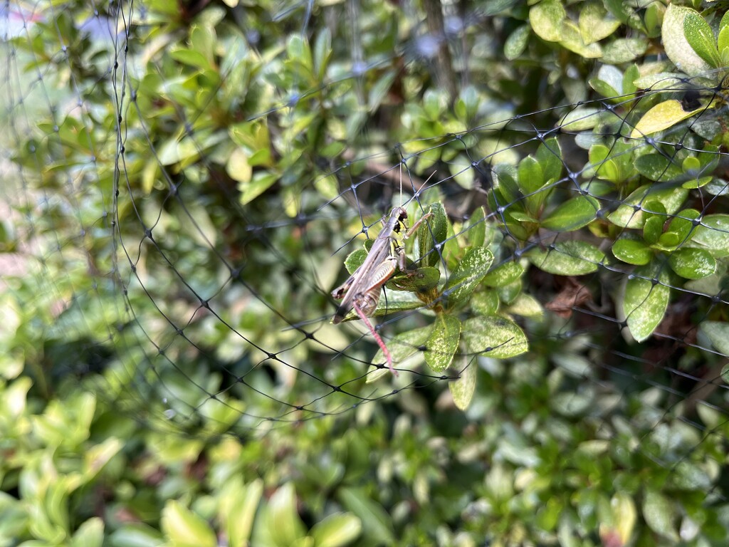 Grasshopper  by pej76