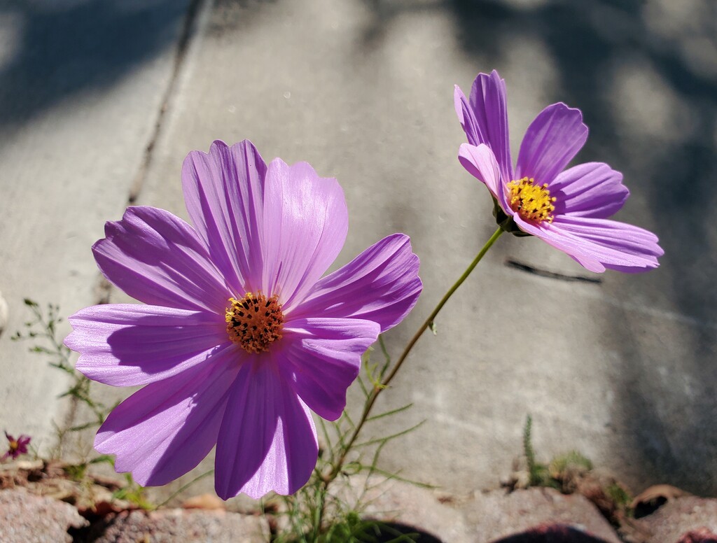 Sidewalk flower September by houser934