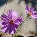 Sidewalk flower September