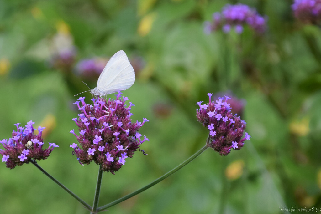 white butterfly by parisouailleurs