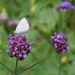 white butterfly by parisouailleurs