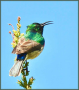 3rd Sep 2024 - Swaying and singing inthe breeze.