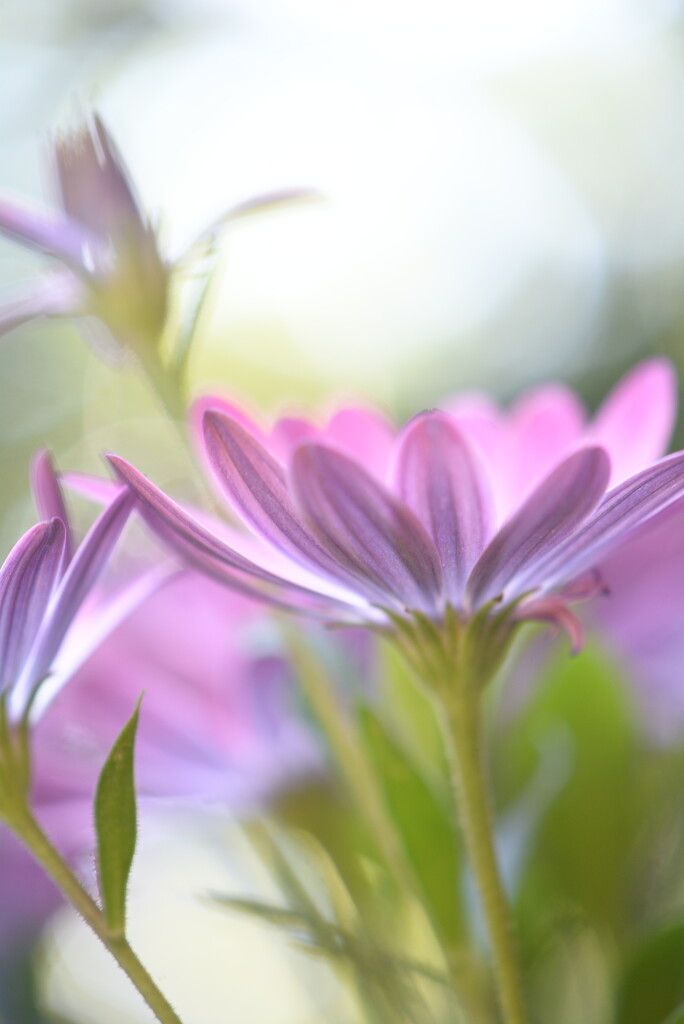 Same flowers different pov~~~~ by ziggy77