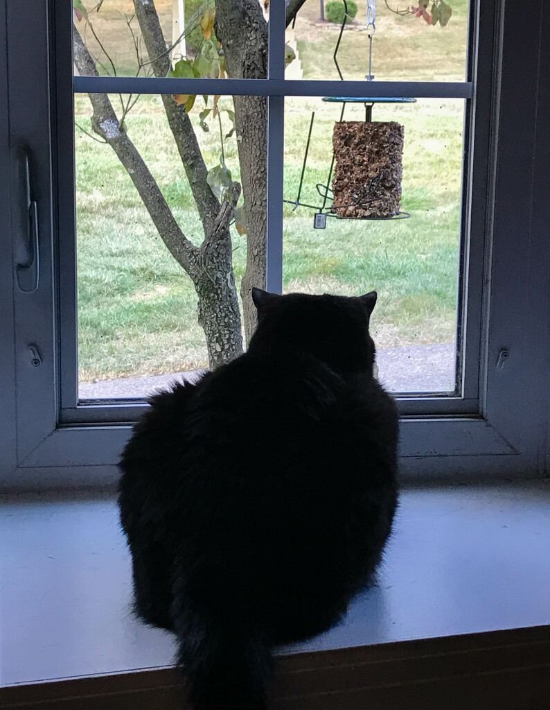 Where did the birdies go by mittens