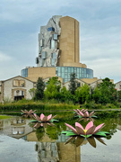 21st Aug 2024 - Lilies by the Luma. 