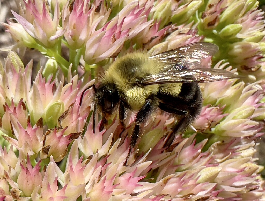 Bumble Bee by corinnec