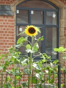 27th Aug 2024 - Sunflower