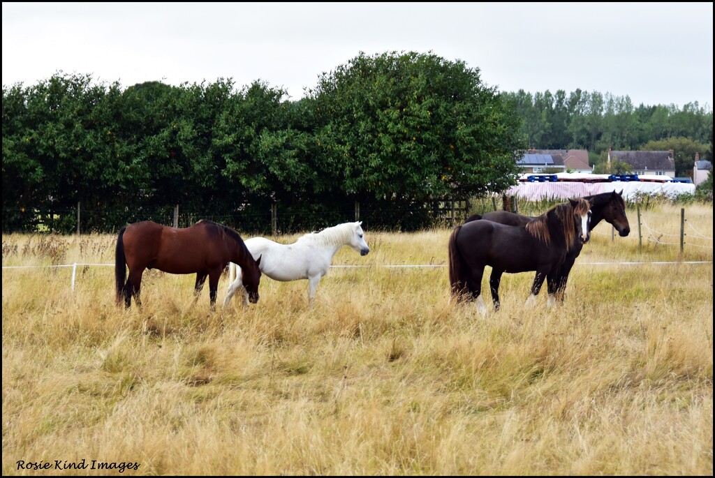 All four horses in the field by rosiekind