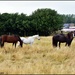 All four horses in the field