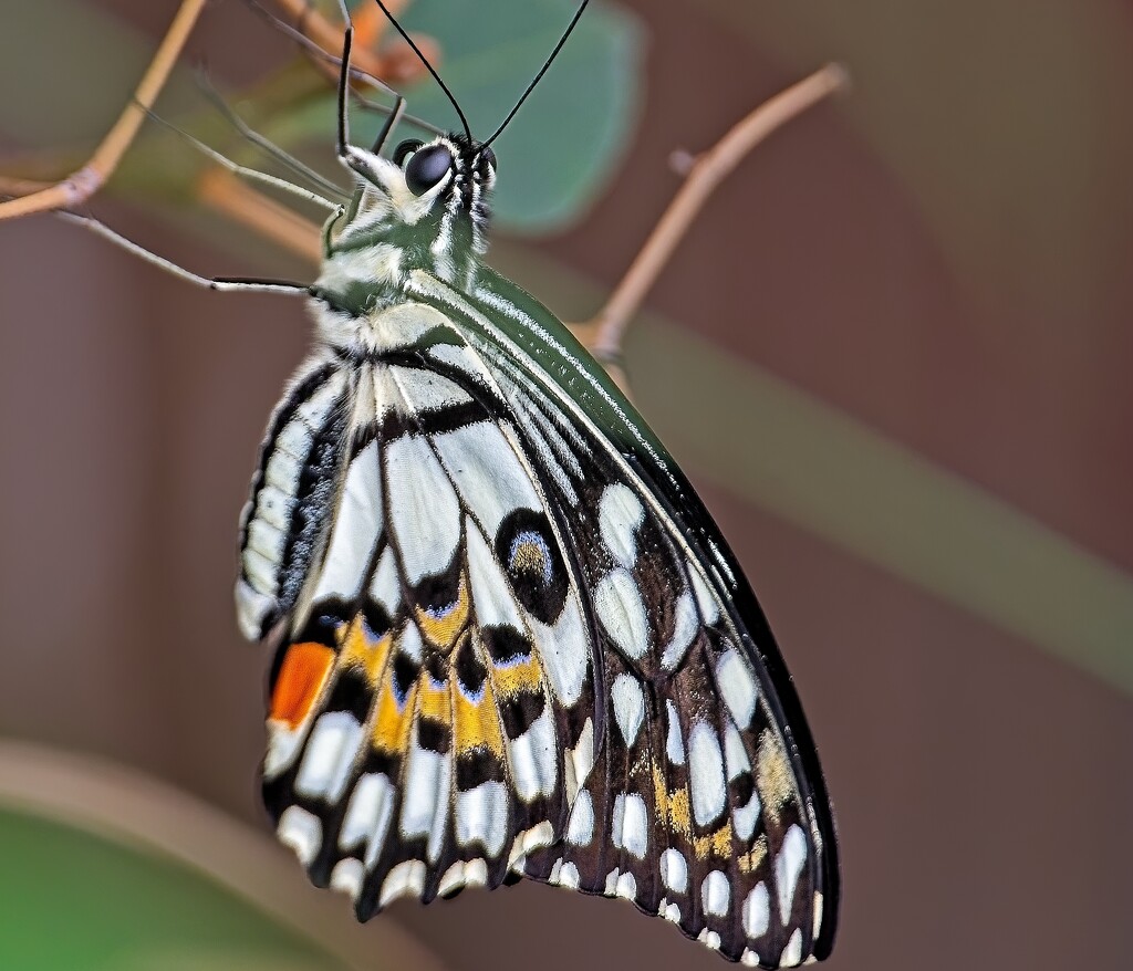 Common Lime Swallowtail by billyboy