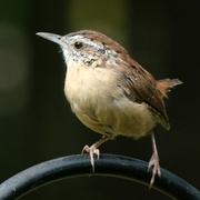 3rd Sep 2024 - Carolina Wren