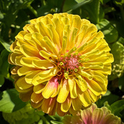 3rd Sep 2024 - Zinnia